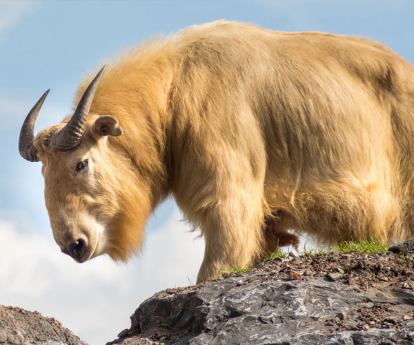 Motithang Takin Preserve