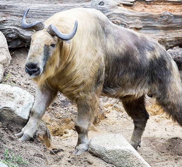 Birding & Wildlife Tours